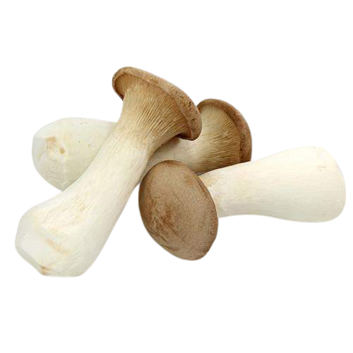 best milky mushroom supplier
